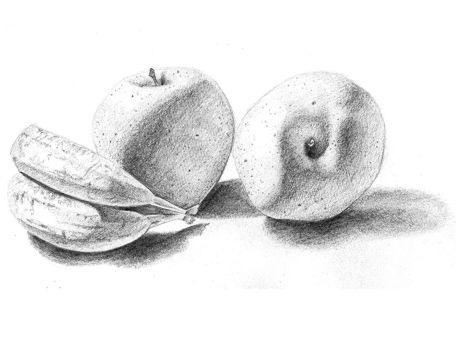 Black-and-white drawing of a pair of bananas turned on its side next to two apples. The fruit is lit from the left.